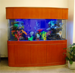 Moon View seamless bow front glass aquariums