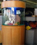 Ocean View Cylinder Aquariums