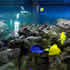 CCA Reef aquarium 01
