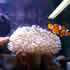 CCA Reef aquarium 07