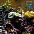 CCA Reef aquarium 12