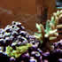 CCA Reef aquarium 23