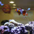 CCA Reef aquarium 01
