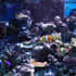CCA Reef aquarium 08
