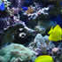 CCA Reef aquarium 09