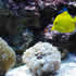 CCA Reef aquarium 10