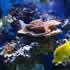CCA Reef aquarium 23