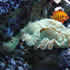 CCA Reef aquarium 03
