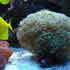 CCA Reef aquarium 04