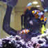 CCA Reef aquarium 05