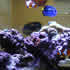 CCA Reef aquarium 06
