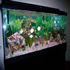 90 gallon Fresh Water Aquarium