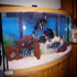 72 gallon Bowfront Fresh Water Aquarium