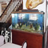 155 gallon Fresh Water aquarium