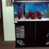 55 gallon Aquarium