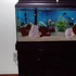 90 gallon Fresh Water Aquarium