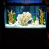 280 gallon Salt Water aquarium 04