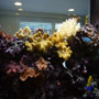 85 Gallon Aquarium
