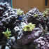 CCA Reef aquarium 09
