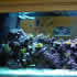 CCA Reef aquarium 10